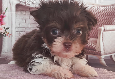 фото щенка Бивер Йорка