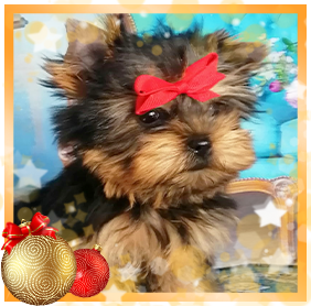 фото Йорка девочки