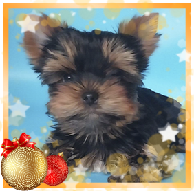 фото Йорка мальчика