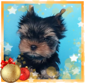 фото Йорка мальчика