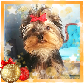 фото Йорка мальчика