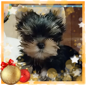 фото Йорка мальчика