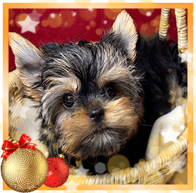 фото Йорка мальчика