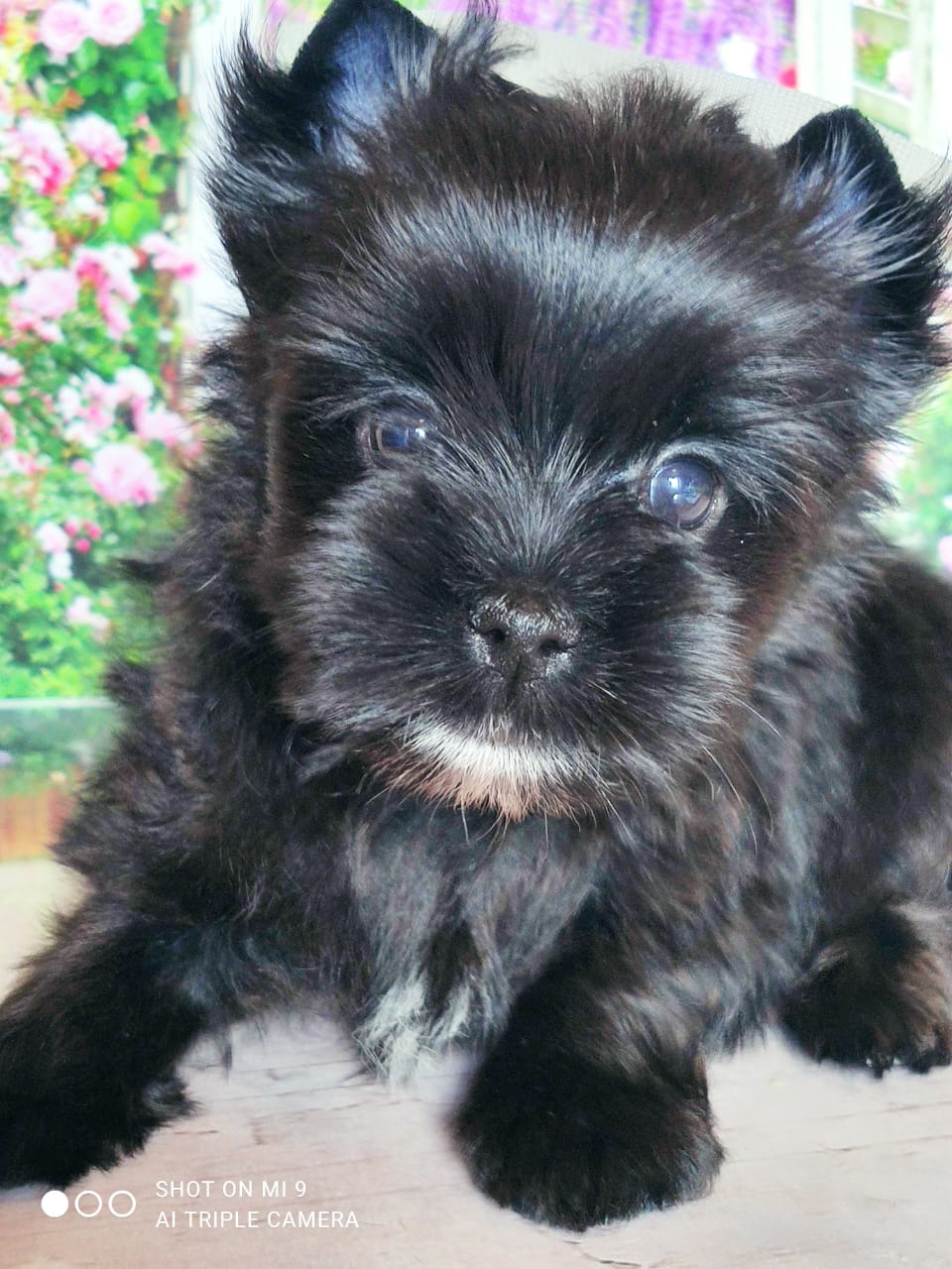 Черный Йоркширский терьер щенок 1 месяц