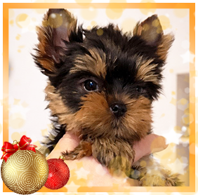 фото Йорка мальчика