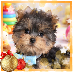 фото Йорка мальчика