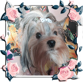 фото Йорка девочки