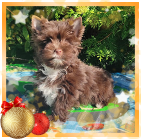 фото Йорка мальчика