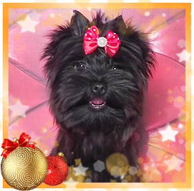 фото Йорка девочки