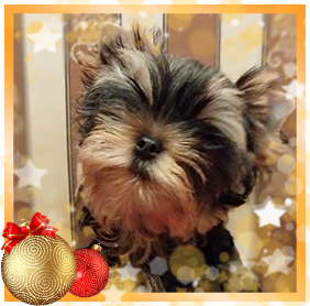 фото Йорка девочки