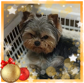 фото Йорка мальчика