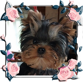 фото Йорка девочки