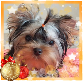 фото Йорка девочки