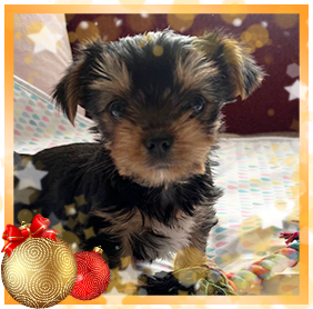 фото Йорка мальчика