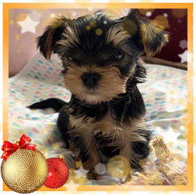 фото Йорка девочки