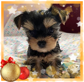 фото Йорка девочки